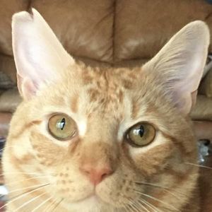 Meet your Posher, Tyler